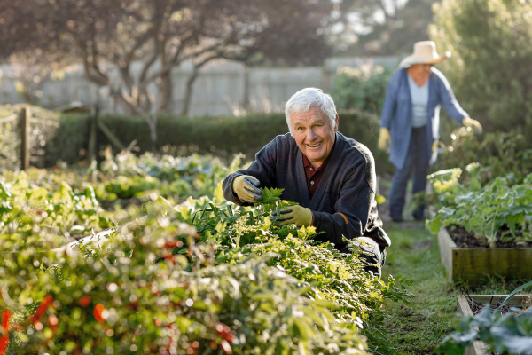 Ein Herr kümmert sich freudig um ein Tomatenbeet