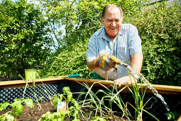 Rentner gießt Gemüsebeet mit dem Gartenschlauch